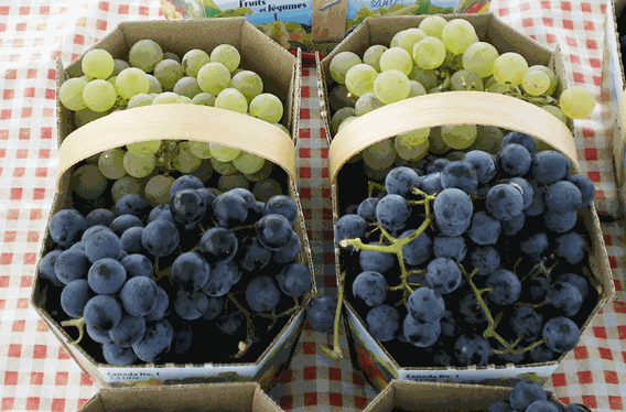 Green and blue grapes from Vignoble du Vent Maudit