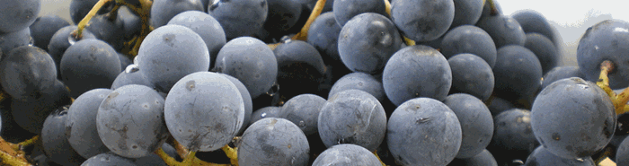 Raisins du Vignoble du Vent Maudit