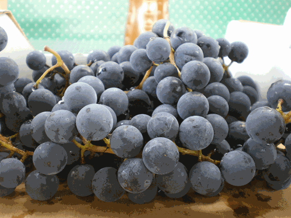 Grapes from Vignoble du Vent Maudit