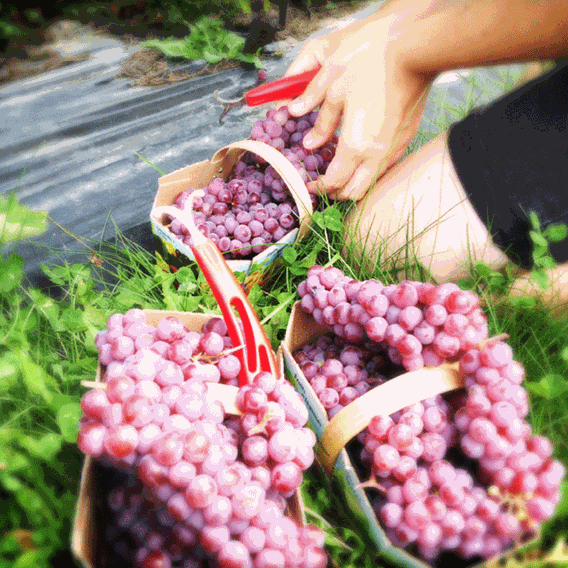 Grapes from Vignoble du Vent Maudit