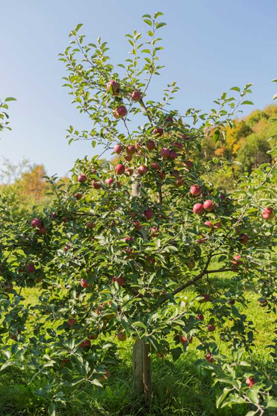 Orchard Qui sème récolte! / Cuisine Poirier