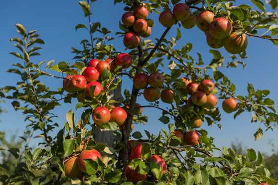 Orchard Qui sème récolte! / Cuisine Poirier
