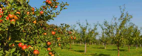 Orchard Qui sème récolte! / Cuisine Poirier