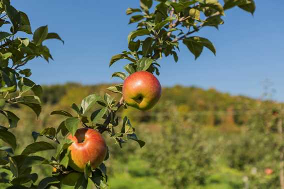 Orchard Qui sème récolte! / Cuisine Poirier