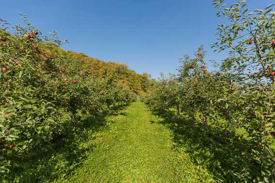 Orchard Qui sème récolte! / Cuisine Poirier