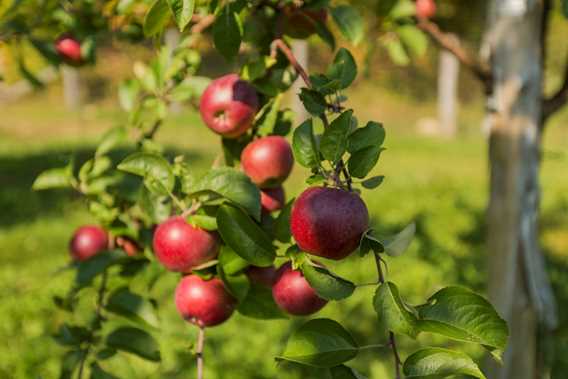Orchard Qui sème récolte! / Cuisine Poirier