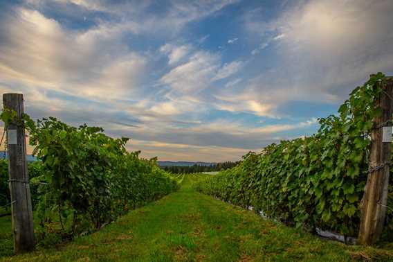 Vignoble Saint-Gabriel