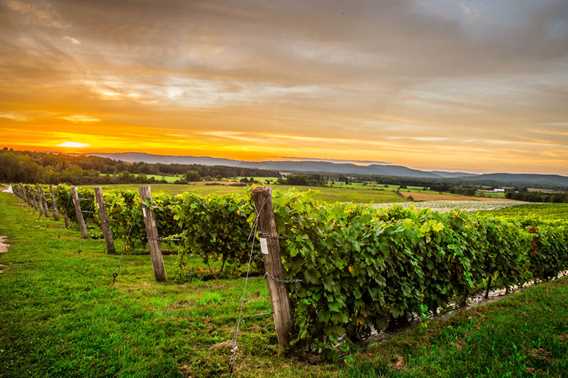 Vignoble Saint-Gabriel