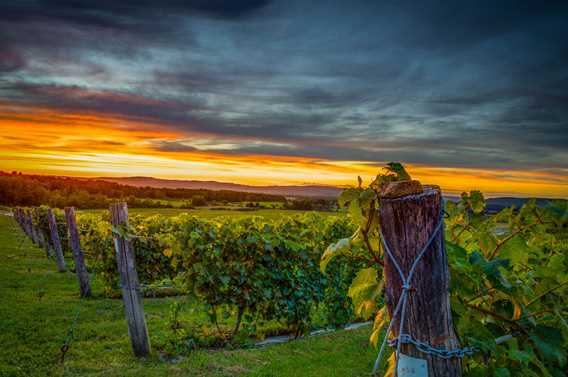 Vignoble Saint-Gabriel