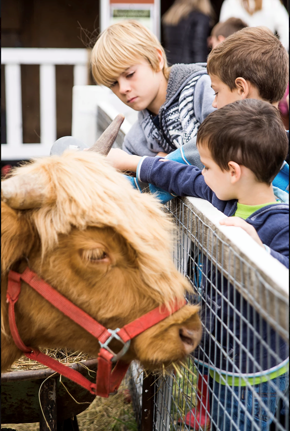 Children with Highland beef at Domaine Nasenka