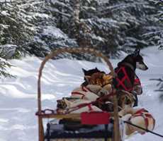 Dogsledding