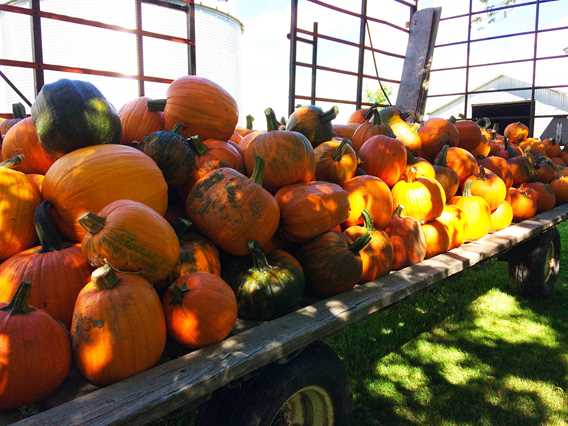 Pumpkins and squash of La brouette à légumes... citrouilles et sorcellerie