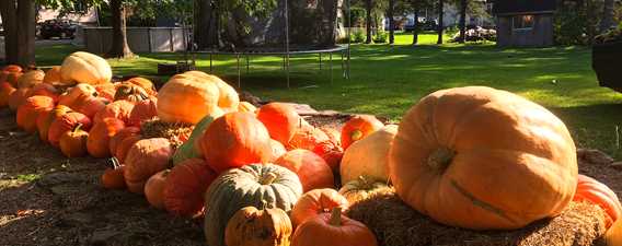 Pumpkins and squash of La brouette à légumes... citrouilles et sorcellerie