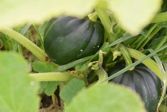 La brouette à légumes... citrouilles et sorcellerie