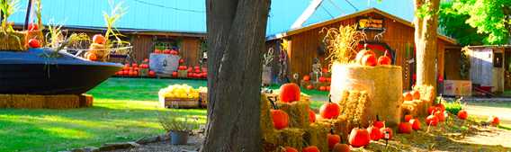 La brouette à légumes... citrouilles et sorcellerie