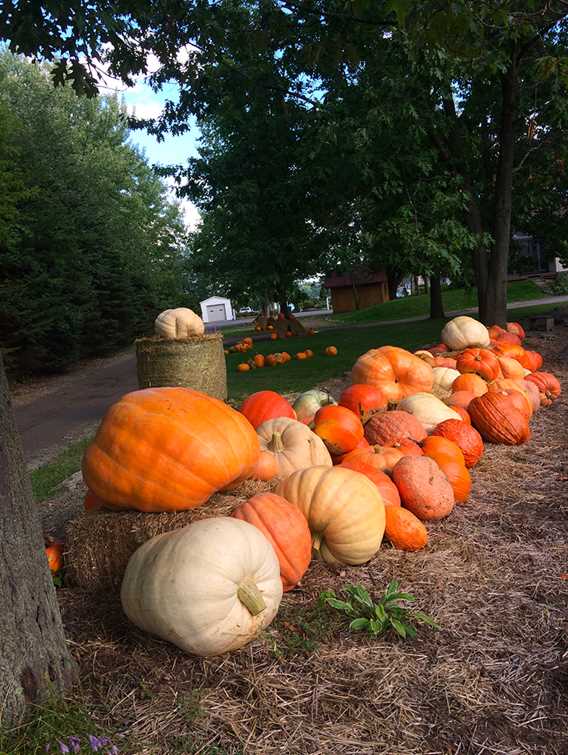 Pumpkins and squash of La brouette à légumes... citrouilles et sorcellerie