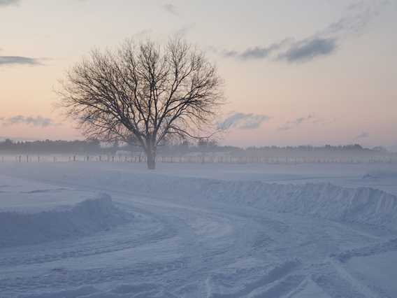 Vignoble Lano d'or in winter