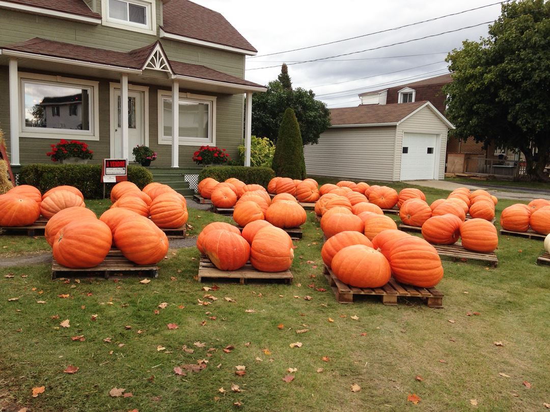 ferme-richard-desmarais-pumkins