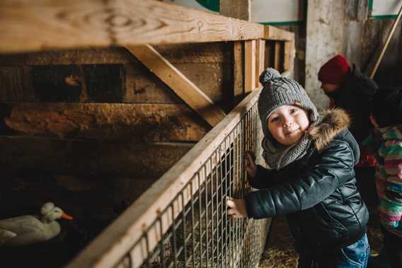 Farm animals in the maple grove L'aKabane