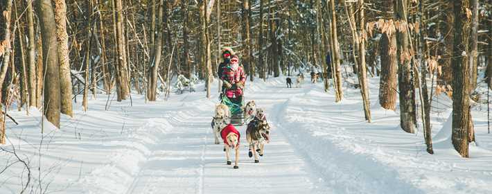 Dog Sledding