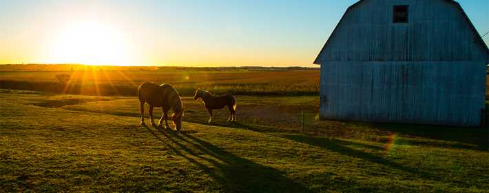 Horses with sunset