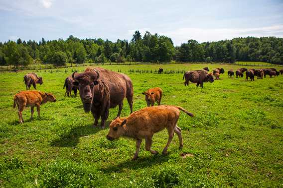 La Terre des Bisons