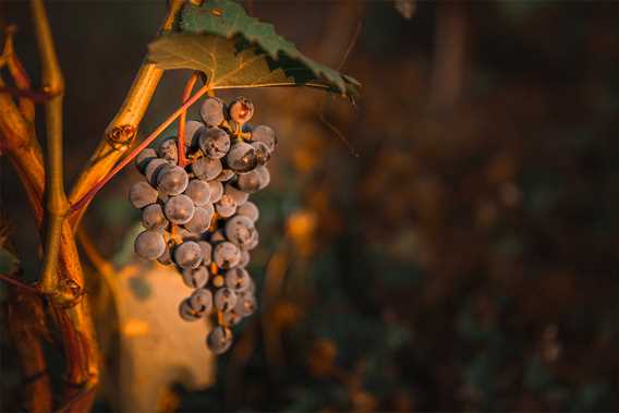 Vineyard Lanaudière