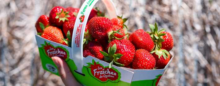 Panier de fraises fraîches