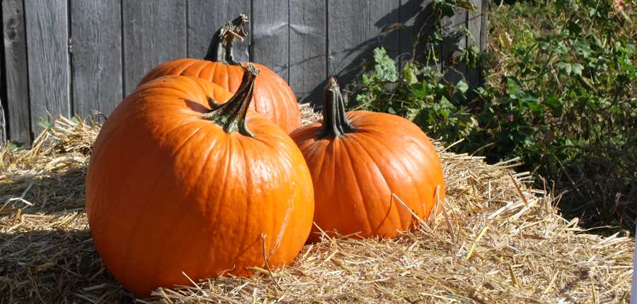 Des citrouilles à La Courgerie