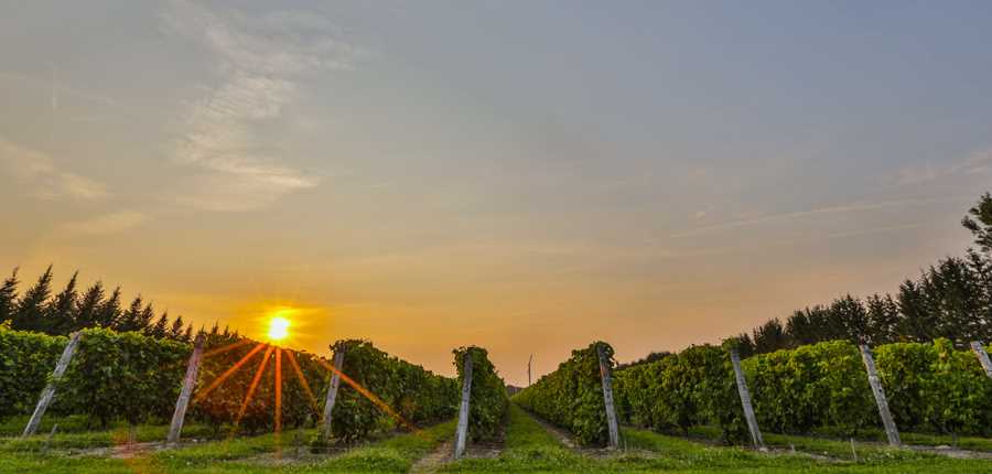 Vue extérieure au Vignoble Carone