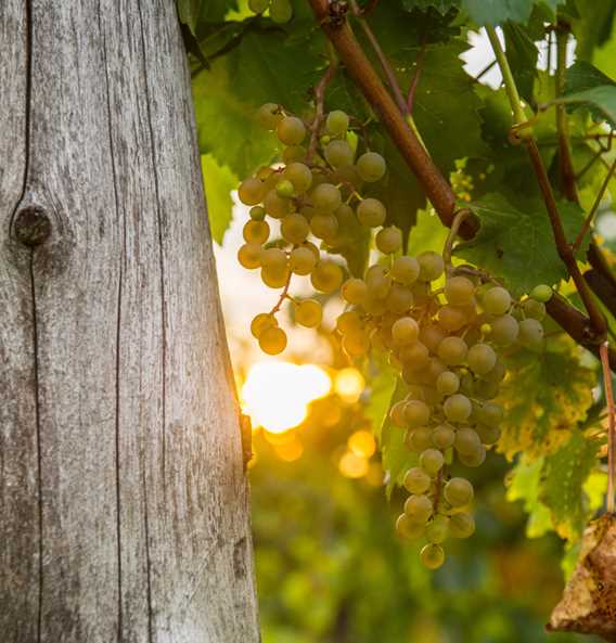 Grapes outside at Vignoble Saint-Gabriel