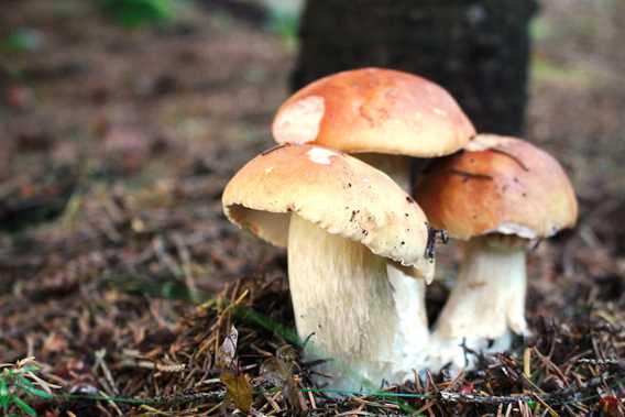 Champignons dans la forêt à Saint-Donat
