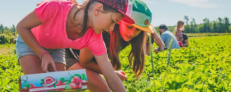 Pick-your-own in Lanaudière