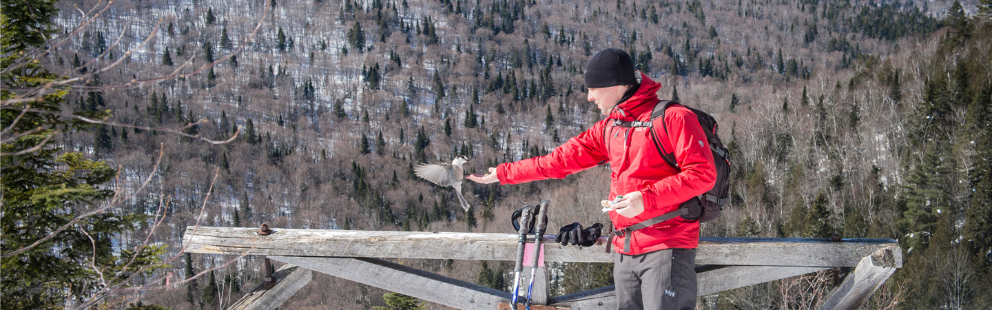 Faire une randonnée dans un parc l'hiver