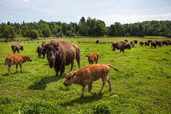 La Terre des Bisons