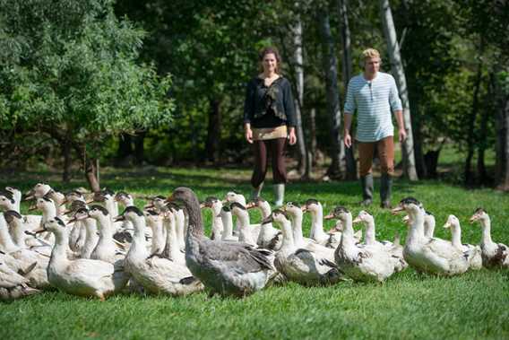 Canards Maurel-Coulombe