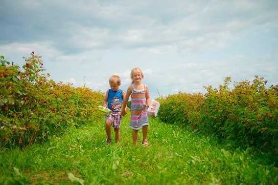 Pick your own at Ferme Perron