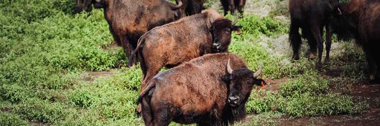 La terre des bisons