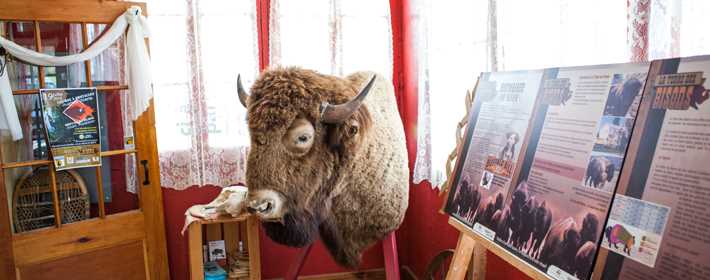 La Terre des bisons