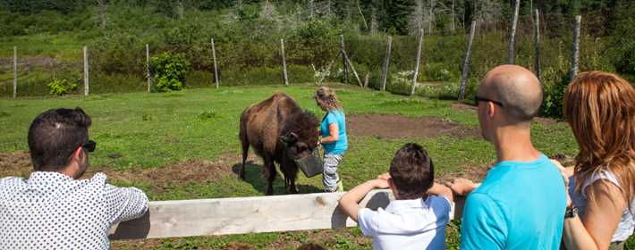 La Terre des bisons