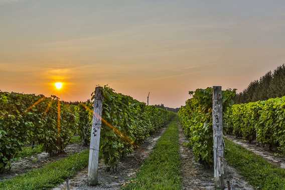 Faire du vélo sur le Chemin du Roy et visiter des vignobles