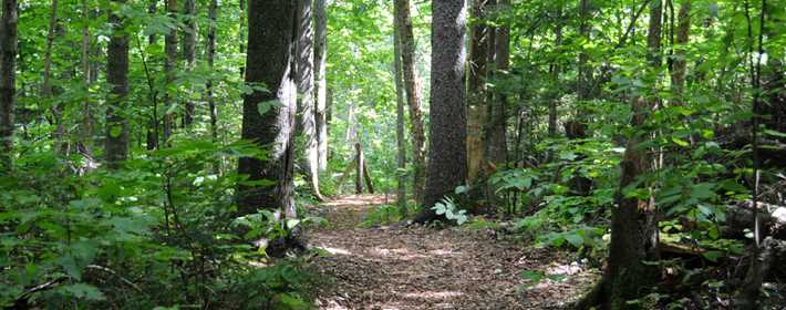 Destination à Joliette dans la forêt