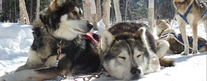 Adventure dog sledding at Saint-Michel-des-Saints