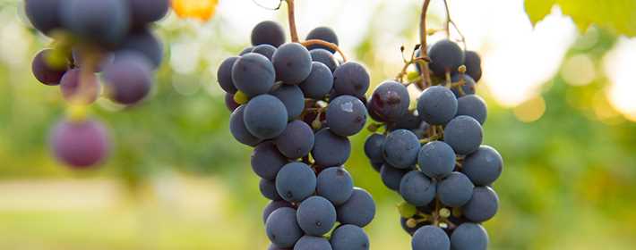 Vignoble Saint-Gabriel