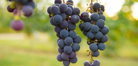 Bunches of grapes