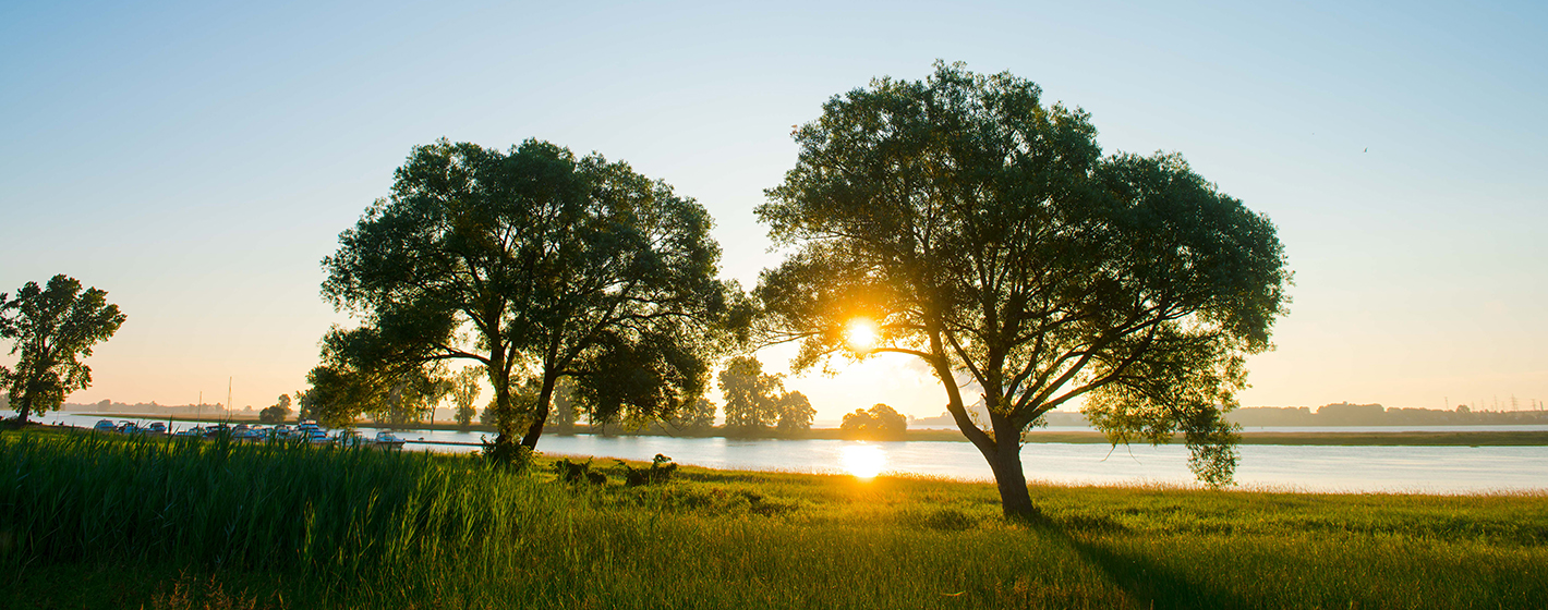 Arbres sur le bord du Fleuve Saint-Laurent