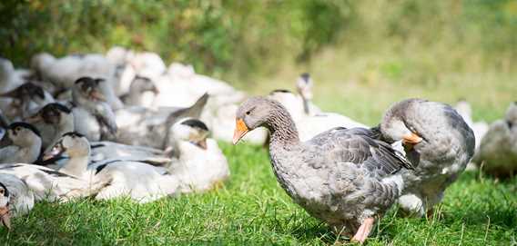 Ducks